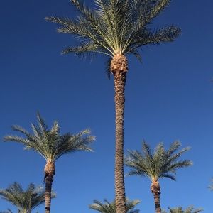 Meet your Posher, Bree